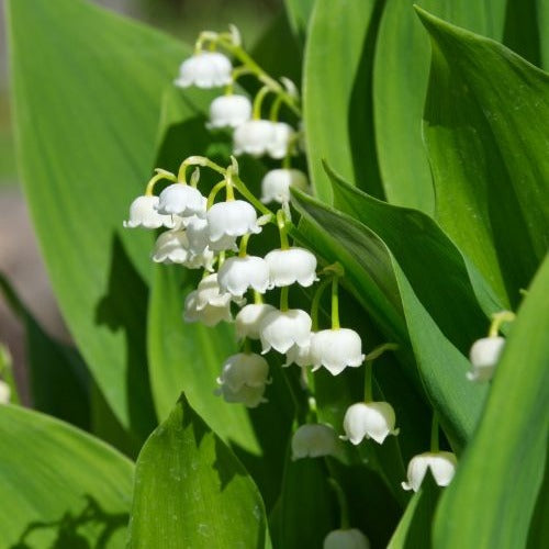 Bakker Muguet blanc parfumé paquet 15 griffes ombre