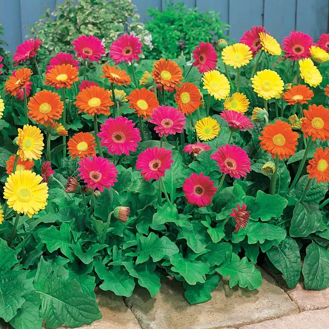 Bakker Terrasse Garvineas trio 3 pots gerbera vivace tricolore