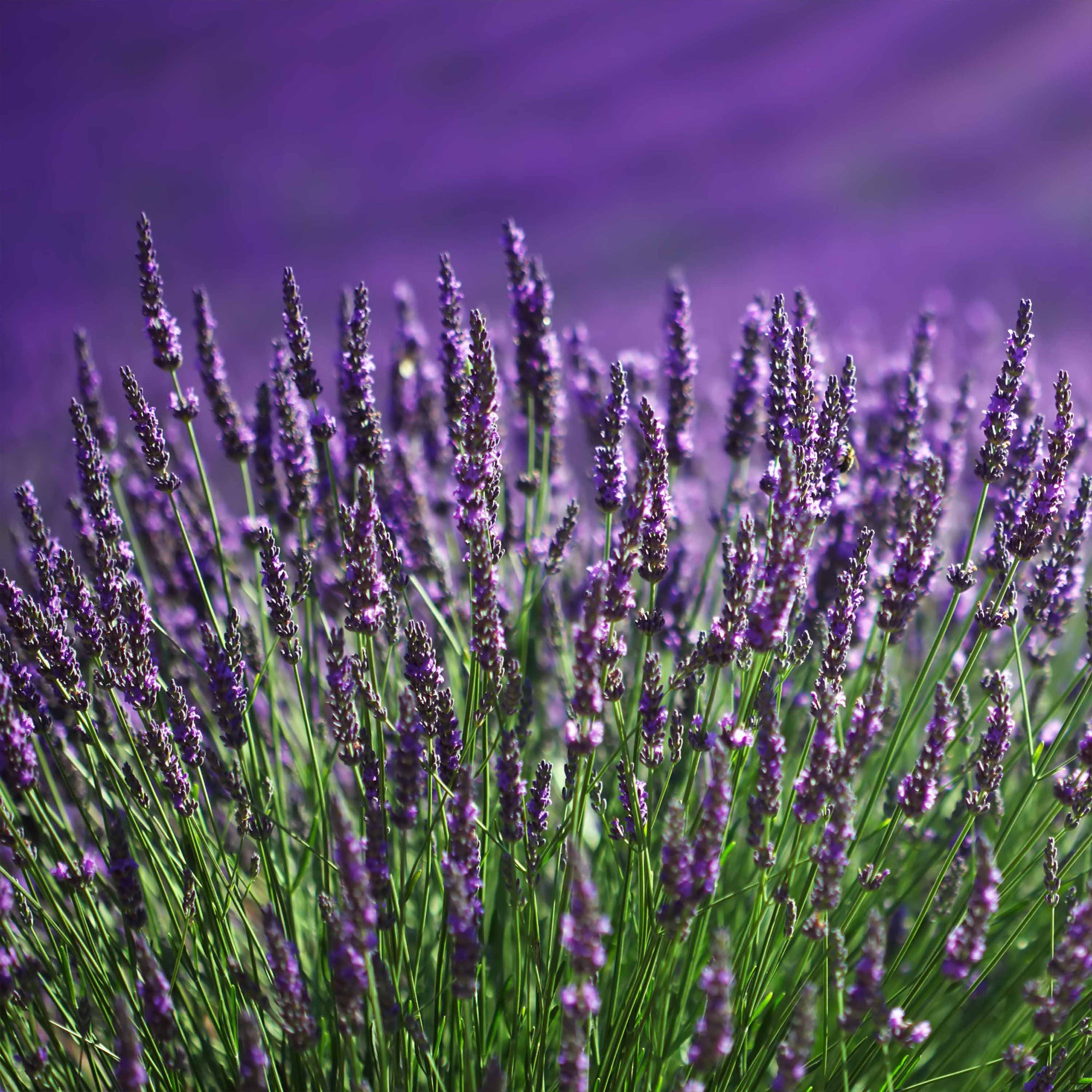 Bakker Lavande bleue Lavandula pot Ø 9cm lot de 2