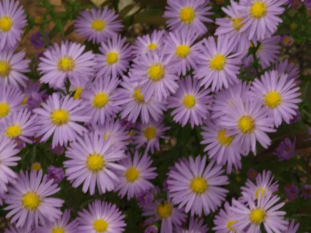 Passion Vivaces Aster dumosus Isis vivace godet rose argenté