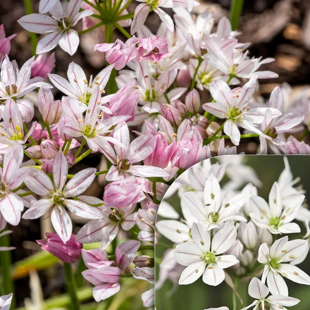 Bakker Alliums Caméléon Bulbes Fleurs 25 Bulbes Rose Blanc