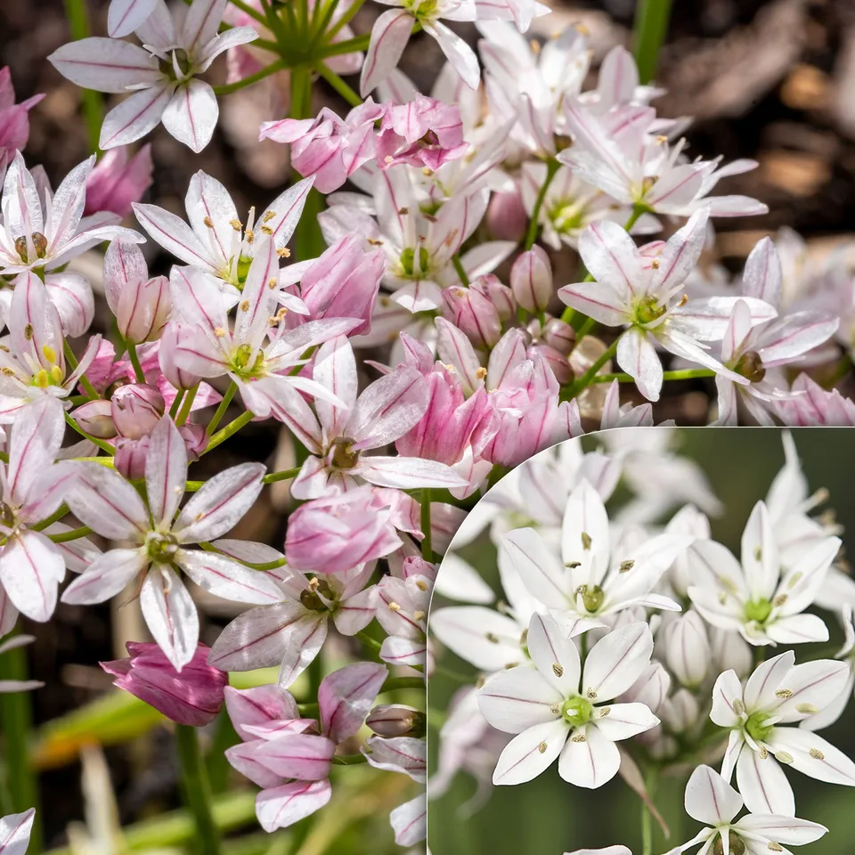 Bakker Alliums Caméléon Bulbes Fleurs 25 Bulbes Rose Blanc