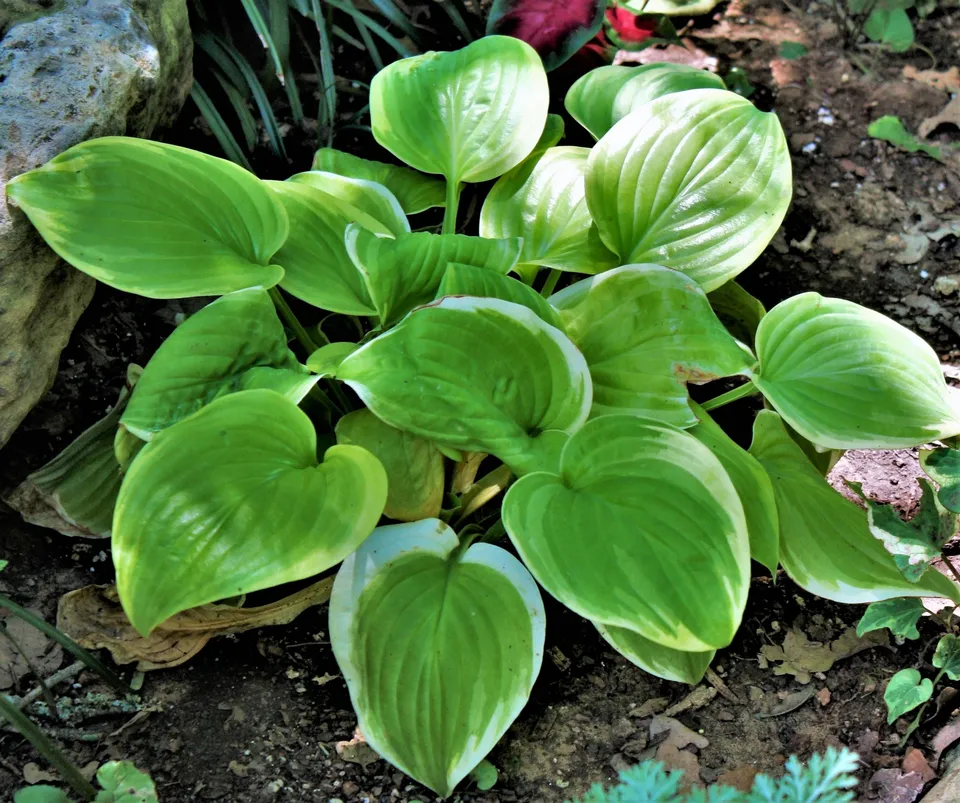 Passion Vivaces Hosta Fragrant Bouquet plante vivace pot 1L parfumée
