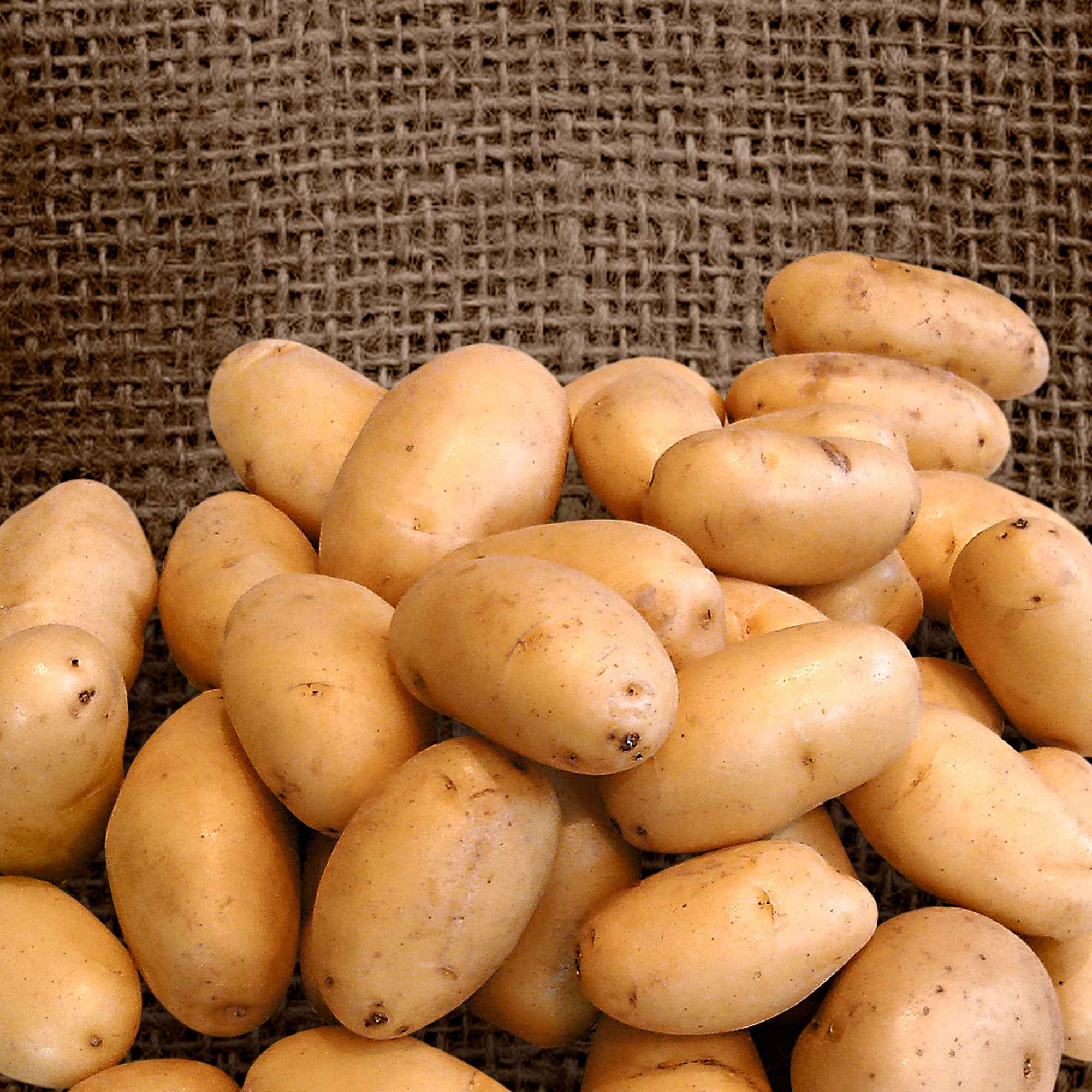 Bakker Pomme de terre Nicola plant potager les 25 plants