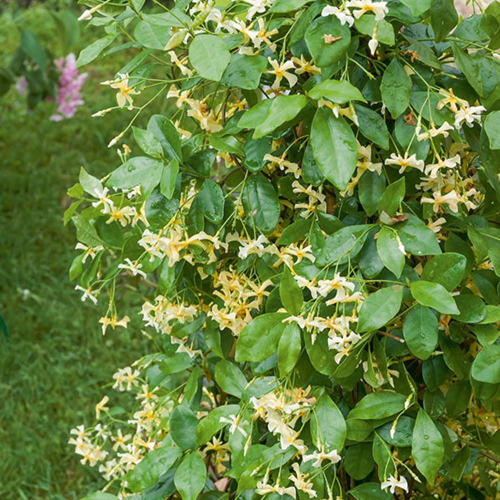 Bakker Star of Toscane jasmin étoilé pot jaune parfumé