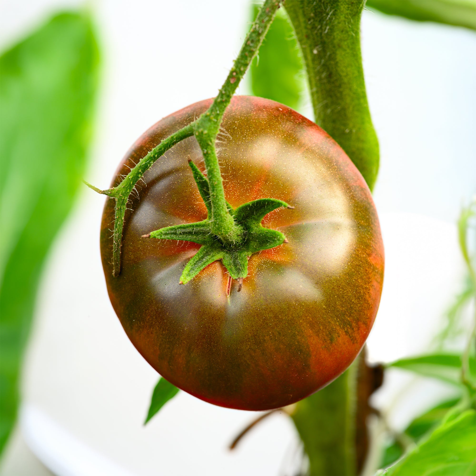 Bakker Tomate Noire russe sachet 50 graines sucrée