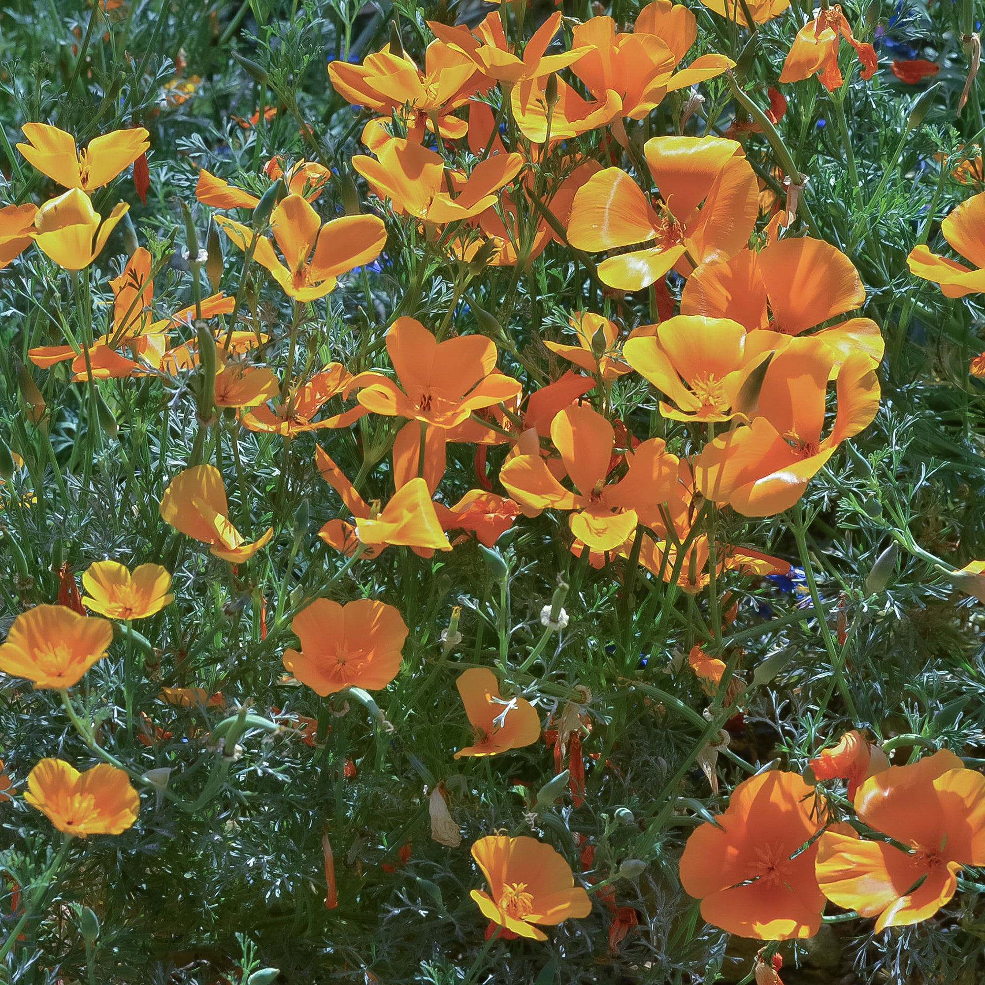 Bakker Pavot de Californie Aurantiaca graines orange 2g