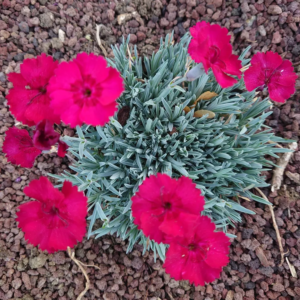 Passion Vivaces Dianthus gratianopolitanus Bombardier œillet pot rouge parfumé