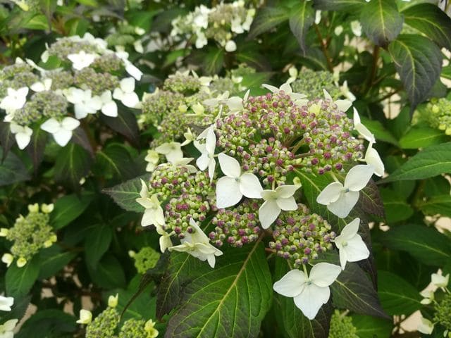 Les Hortensias du Haut Bois Oddorico hortensia serrata godet mi-ombre