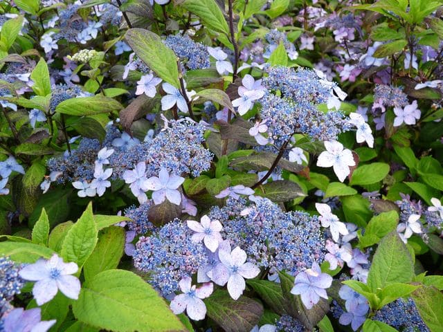 Les Hortensias du Haut Bois Kuro Hime hortensia serrata godet