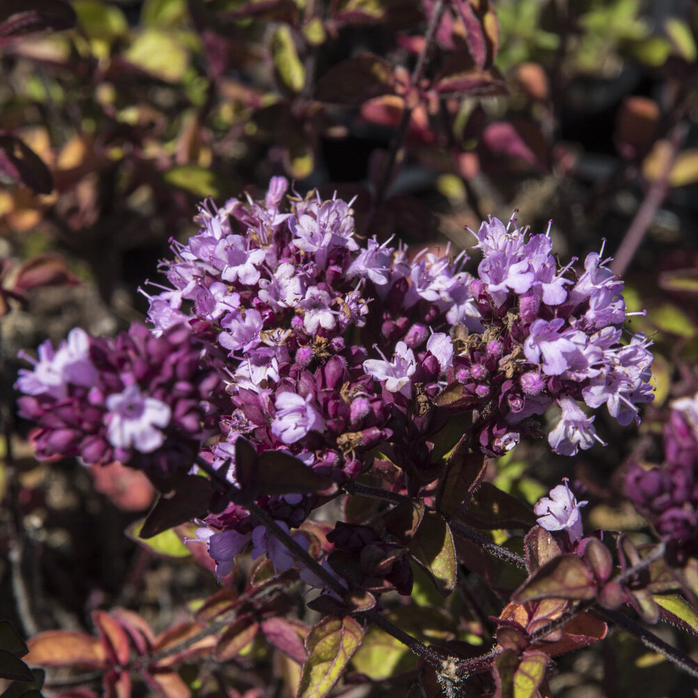 Bakker Origan Rosenkuppel vivace pot 9cm fleurs violettes