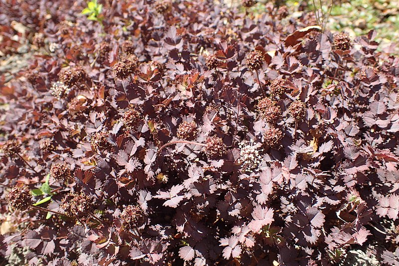 Passion Vivaces Acaena inermis Purpurea couvre-sol godet pourpre