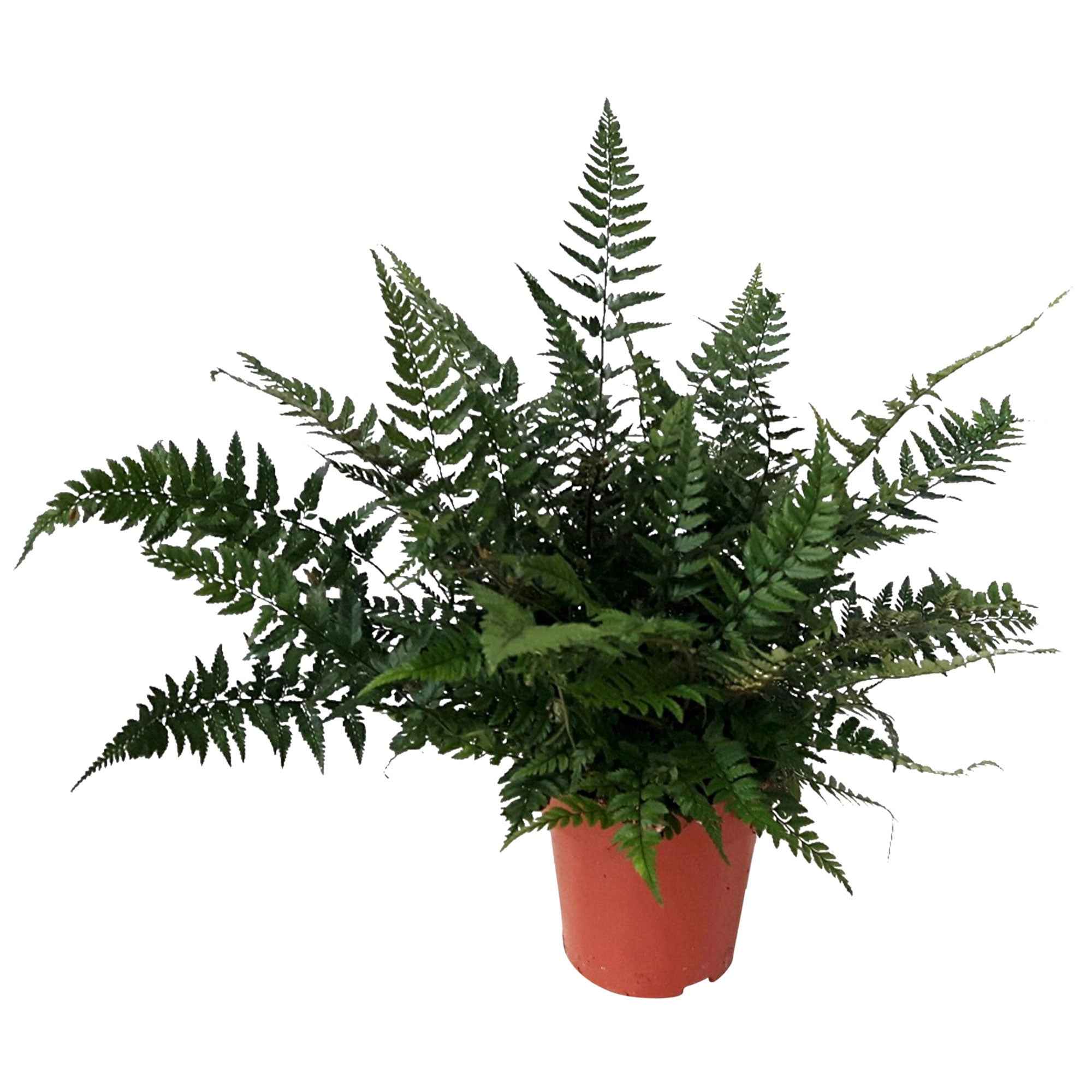 Bakker Polystichum tsussimense fougère pot 9cm persistante