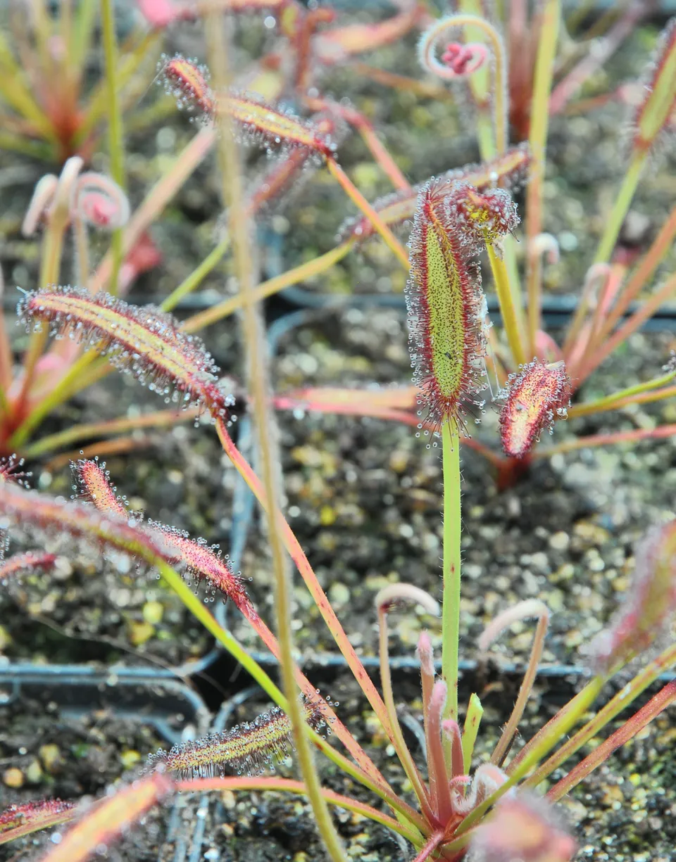 Carniflore Drosera capensis plante carnivore Bain's Kloof