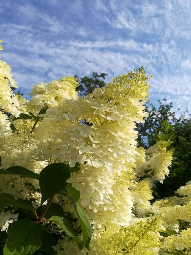 Les Hortensias du Haut Bois Phantom hortensia tige panicule blanc