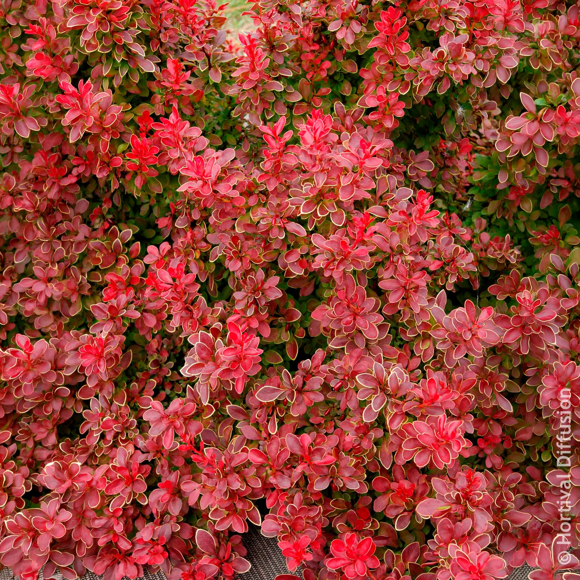 Bakker Épine-vinette Admiration arbuste pot Ø 9 cm rouge compact