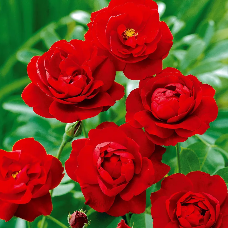 Bakker Rosier Lilli Marleen racines nues 3 plants rouge massif