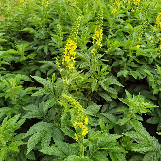 Bakker Aigremoine eupatoire plante vivace pot 8cm fleurs jaunes