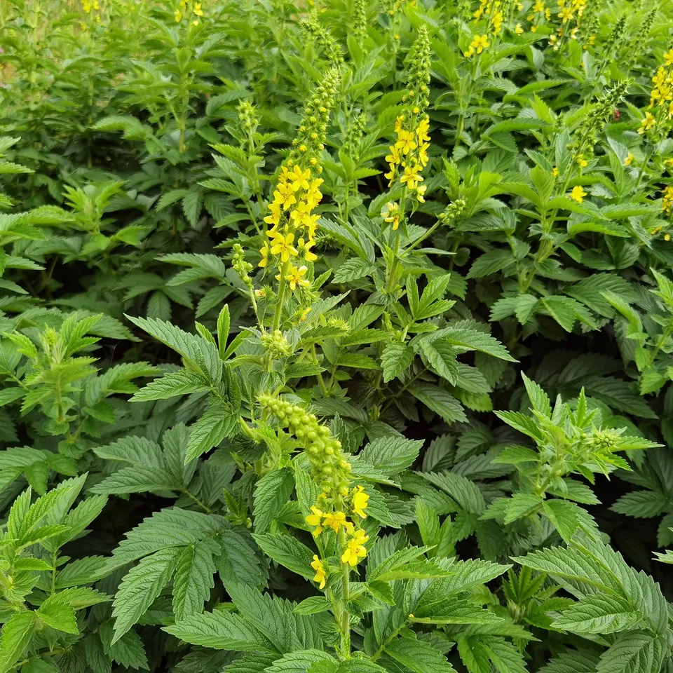 Bakker Aigremoine eupatoire plante vivace pot 8cm fleurs jaunes