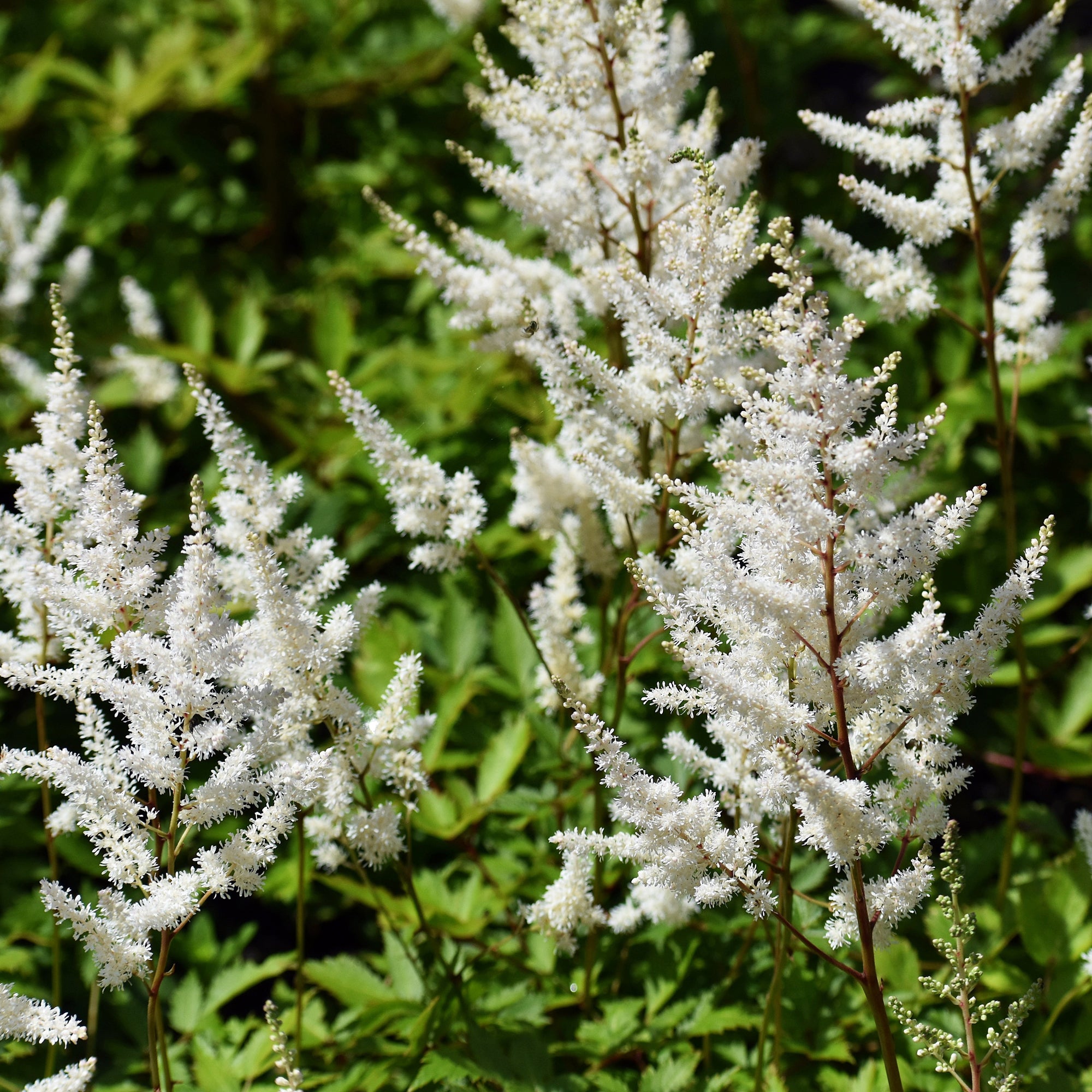 Bakker Astilbe Brautschleier vivace blanche pot 9cm