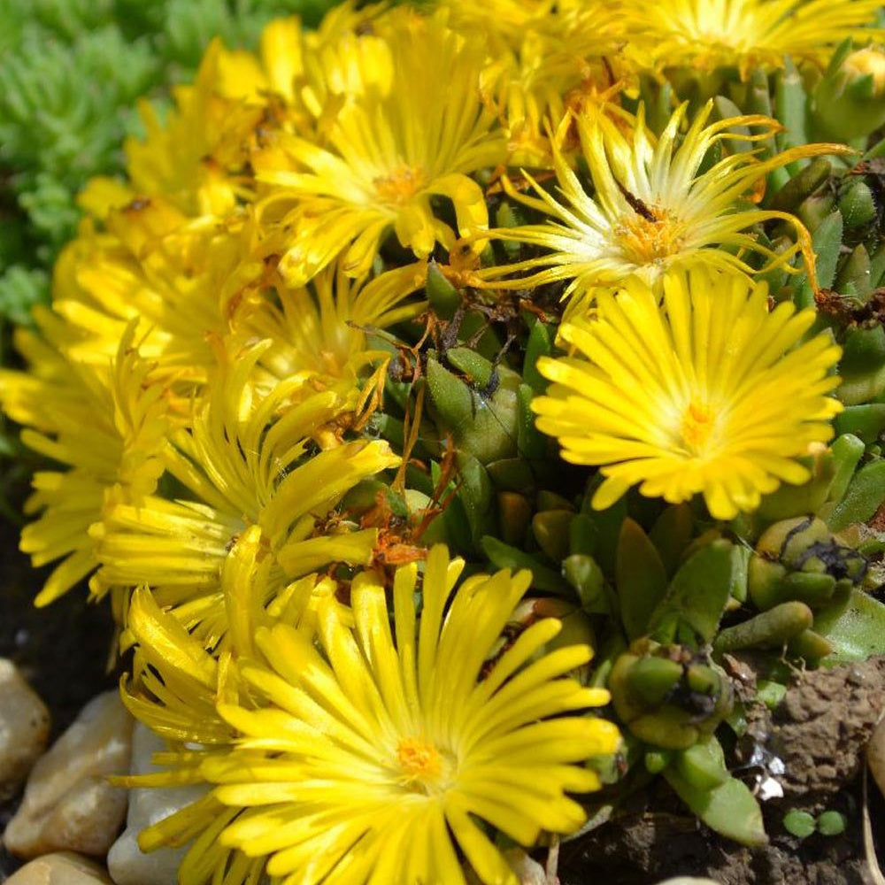 Bakker Delosperma congestum vivace pot 8cm jaune soleil