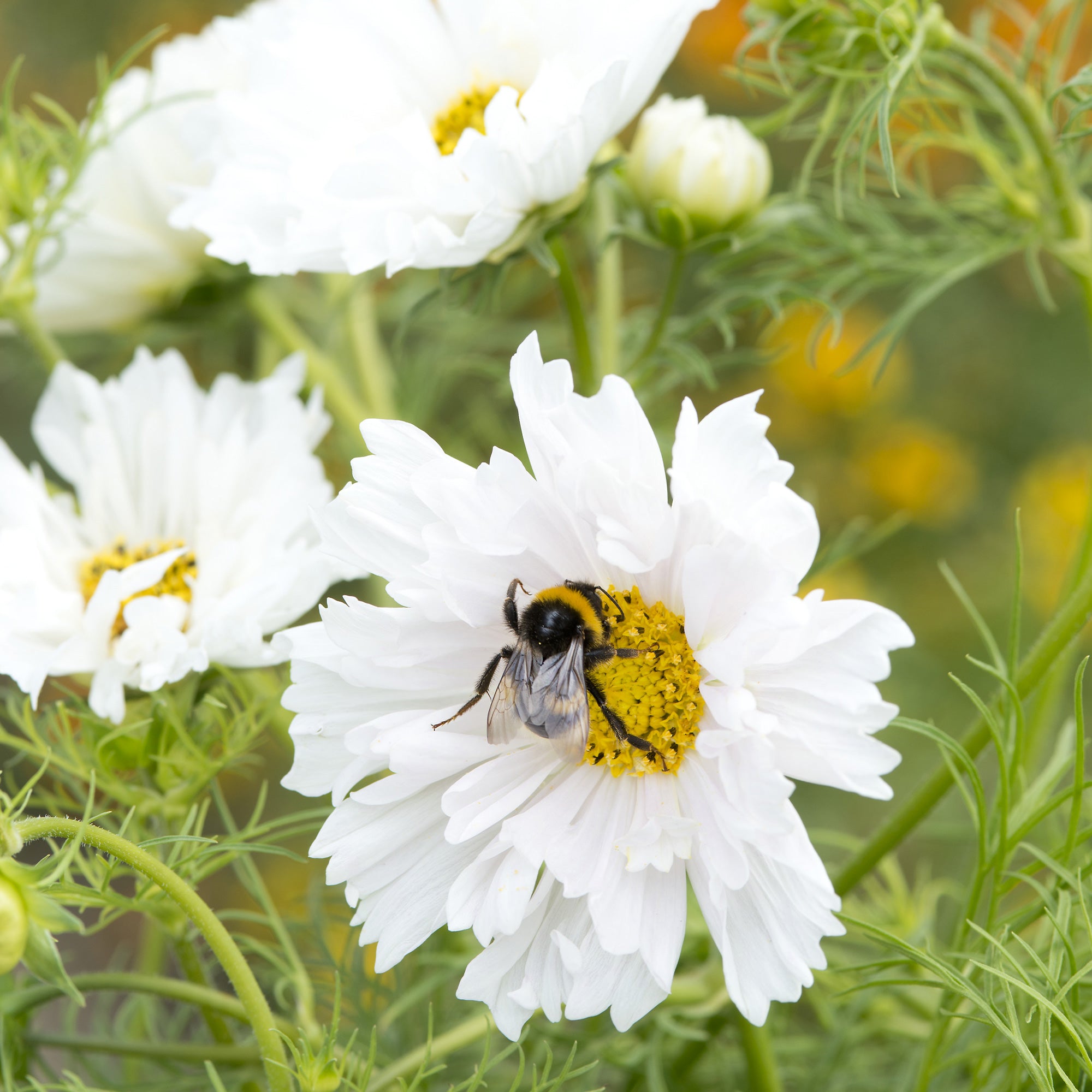Bakker Cosmos double blanc annuelle sachet 100 graines