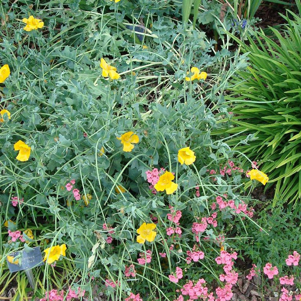 Bakker Pavot cornu Glaucium flavum vivace pot 8cm