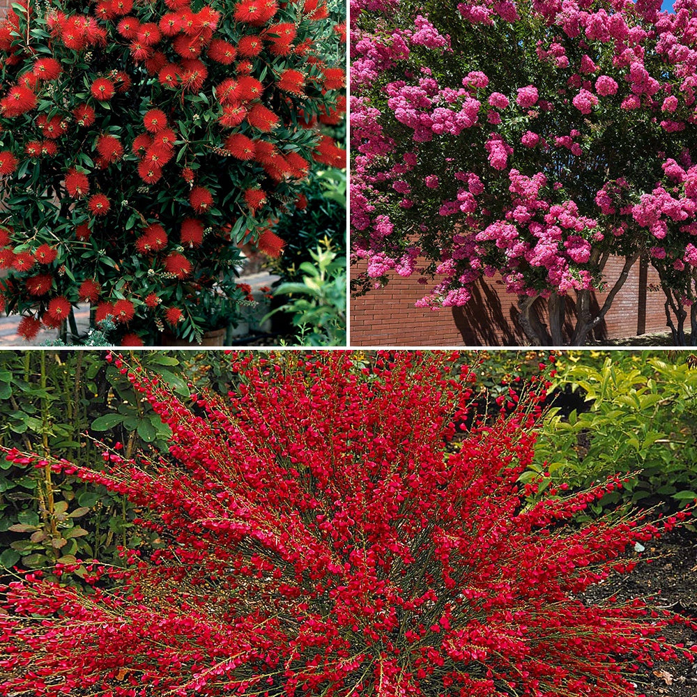 Bakker Collection 3 arbustes fleuris lagerstroemia pot soleil