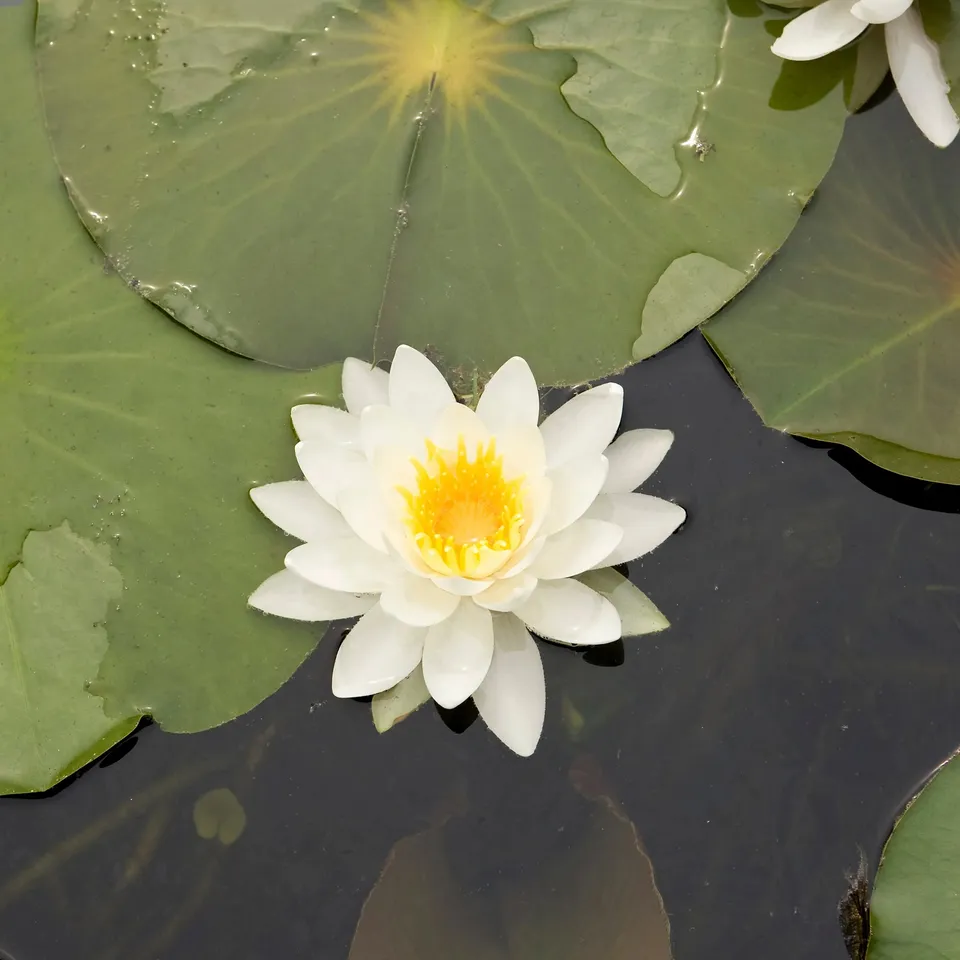 Bakker Nénuphar nain Nymphéa blanc plante bassin pot Ø9cm