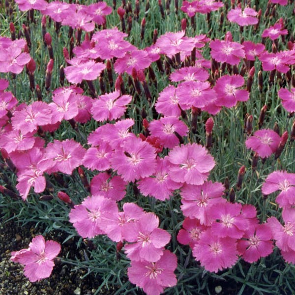 Passion Vivaces Dianthus gratianopolitanus Babylon oeillet rose vif godet