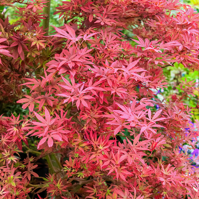Bakker Érable du Japon Shaina arbuste pot 2L 20-30cm rouge