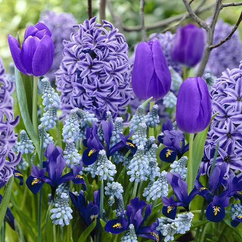 Bakker Bordure Bleue 35 bulbes bleus en mélange