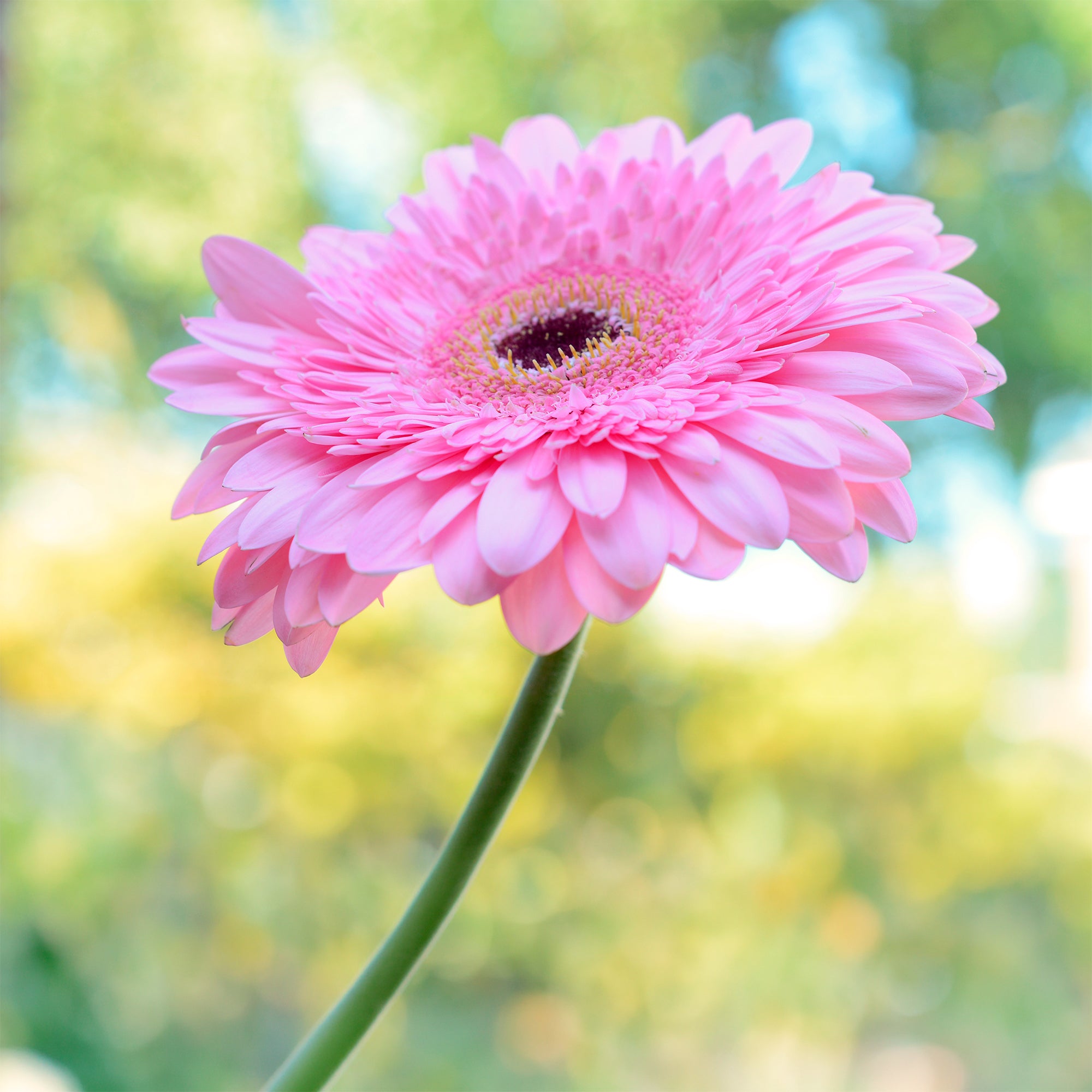 Bakker Gerbera rose pot 12cm extérieur floraison longue