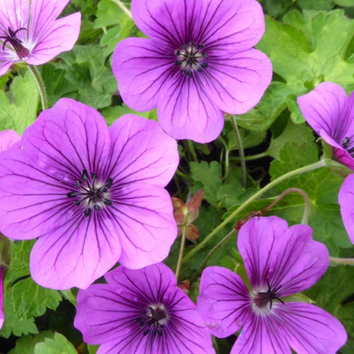 Bakker Hewham Velvet géranium vivace pot Ø 9cm violet