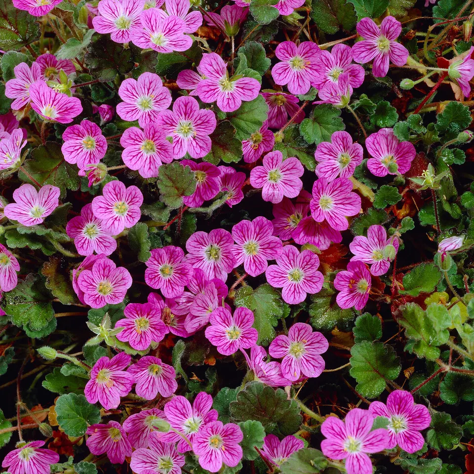 Bakker Plantes vivaces Erodium Bishop's Form pot 9cm tapissant
