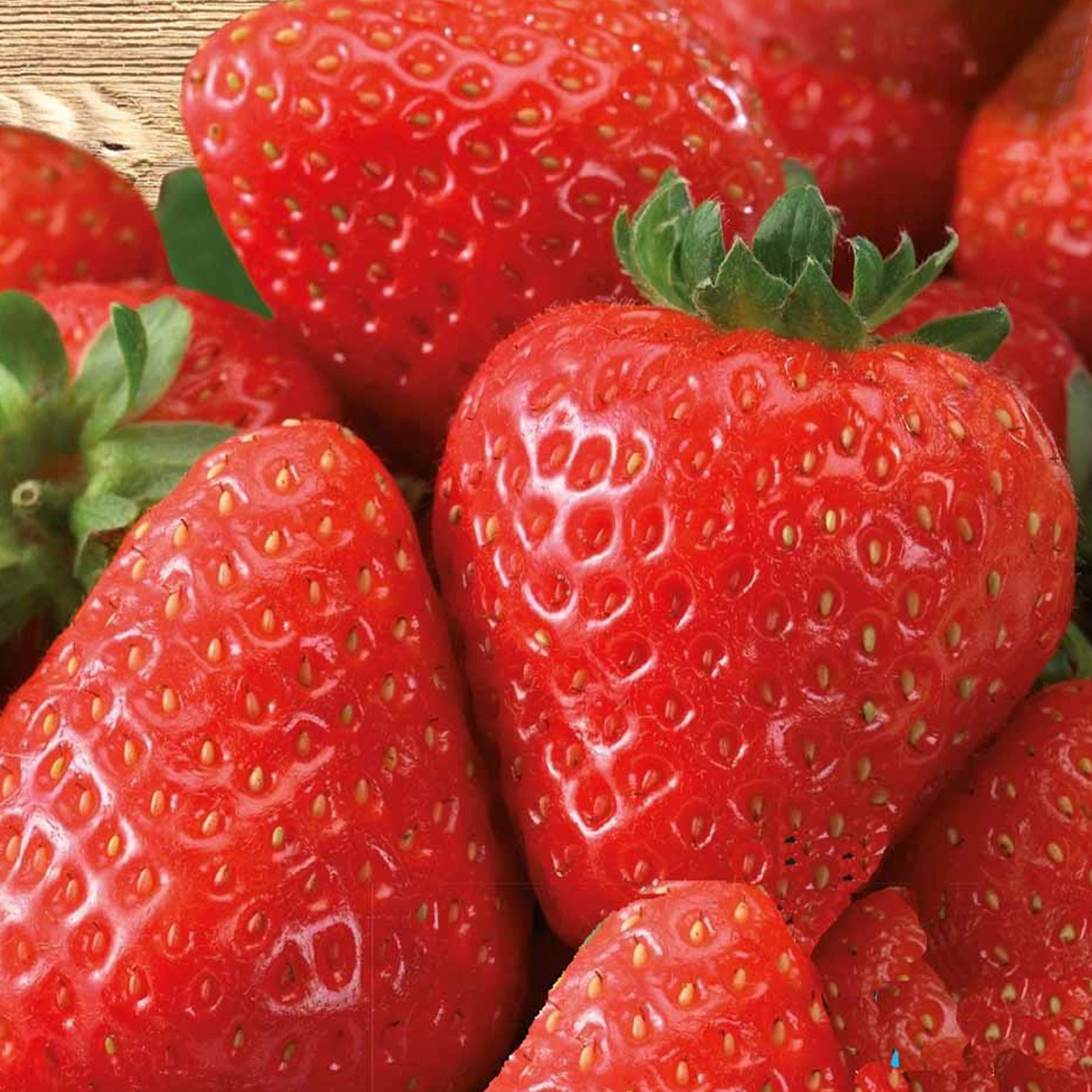 Bakker Potager et Graines Fraisier Grandian F1 graine de fraise 22 graines