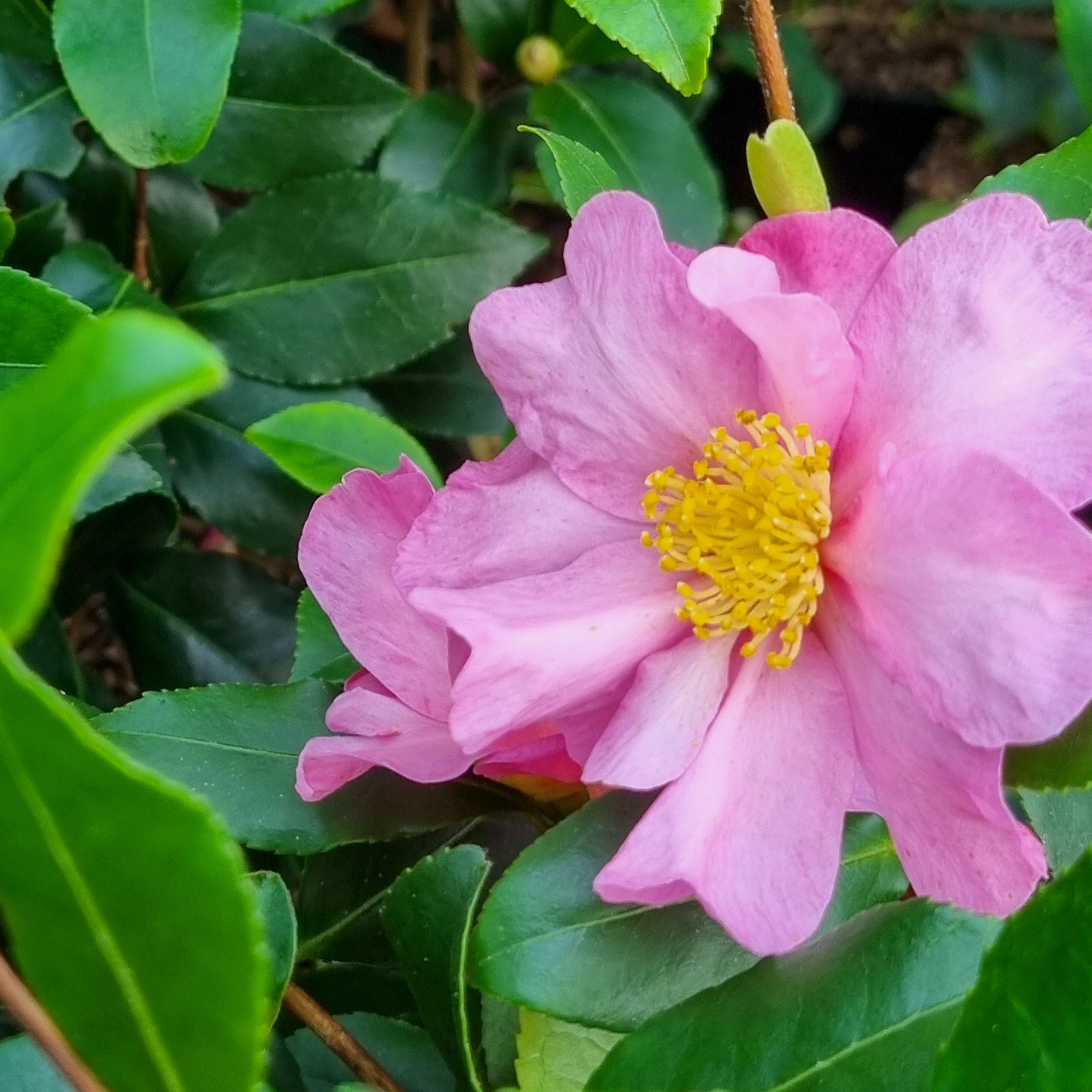 Bakker Camélia Cleopatra sasanqua pot 2L rose