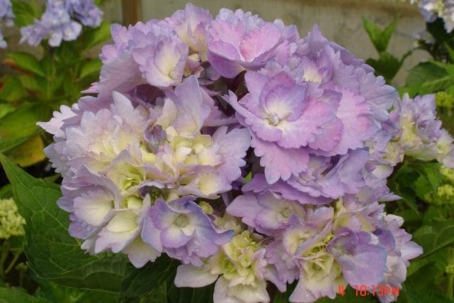 Les Hortensias du Haut Bois La Marne hortensia rond bleu