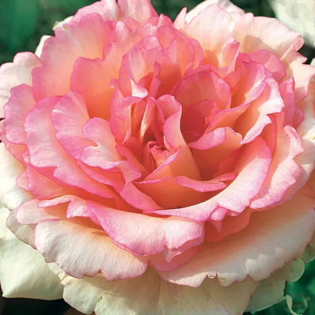 Bakker Souvenir de Baden Baden rosier buisson motte rose parfumé
