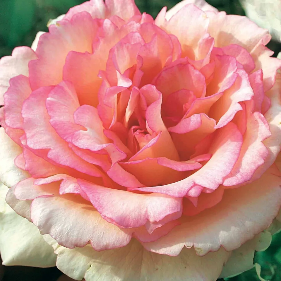 Bakker Souvenir de Baden Baden rosier buisson motte rose parfumé