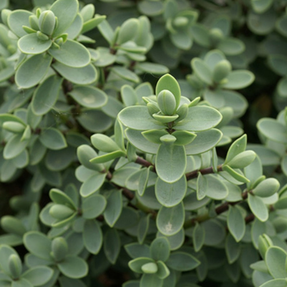 Bakker Véronique arbustive Hebe pot 8cm fleurs violettes