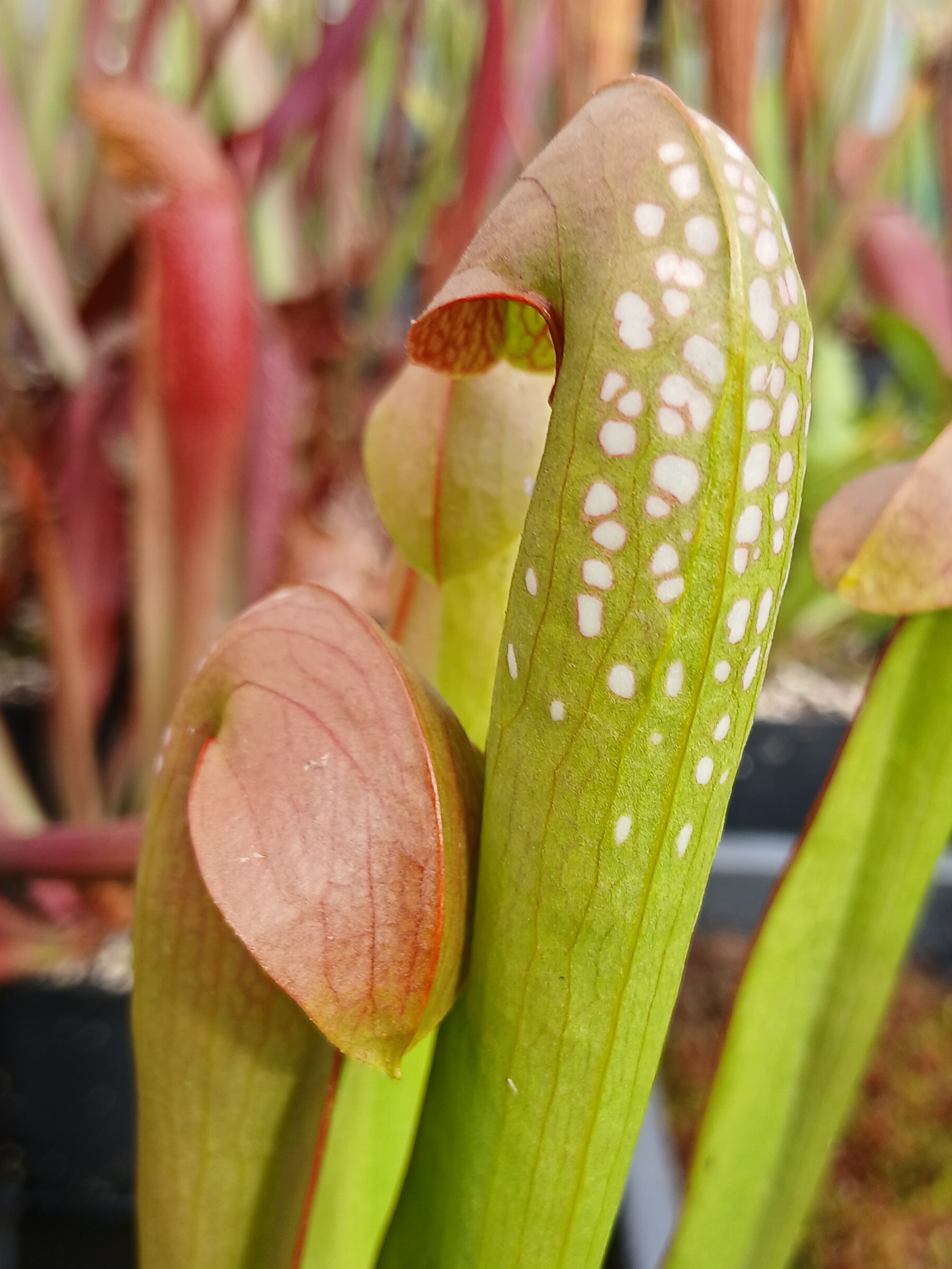 Carniflore Sarracenia minor plante carnivore 1 point pot 11 cm