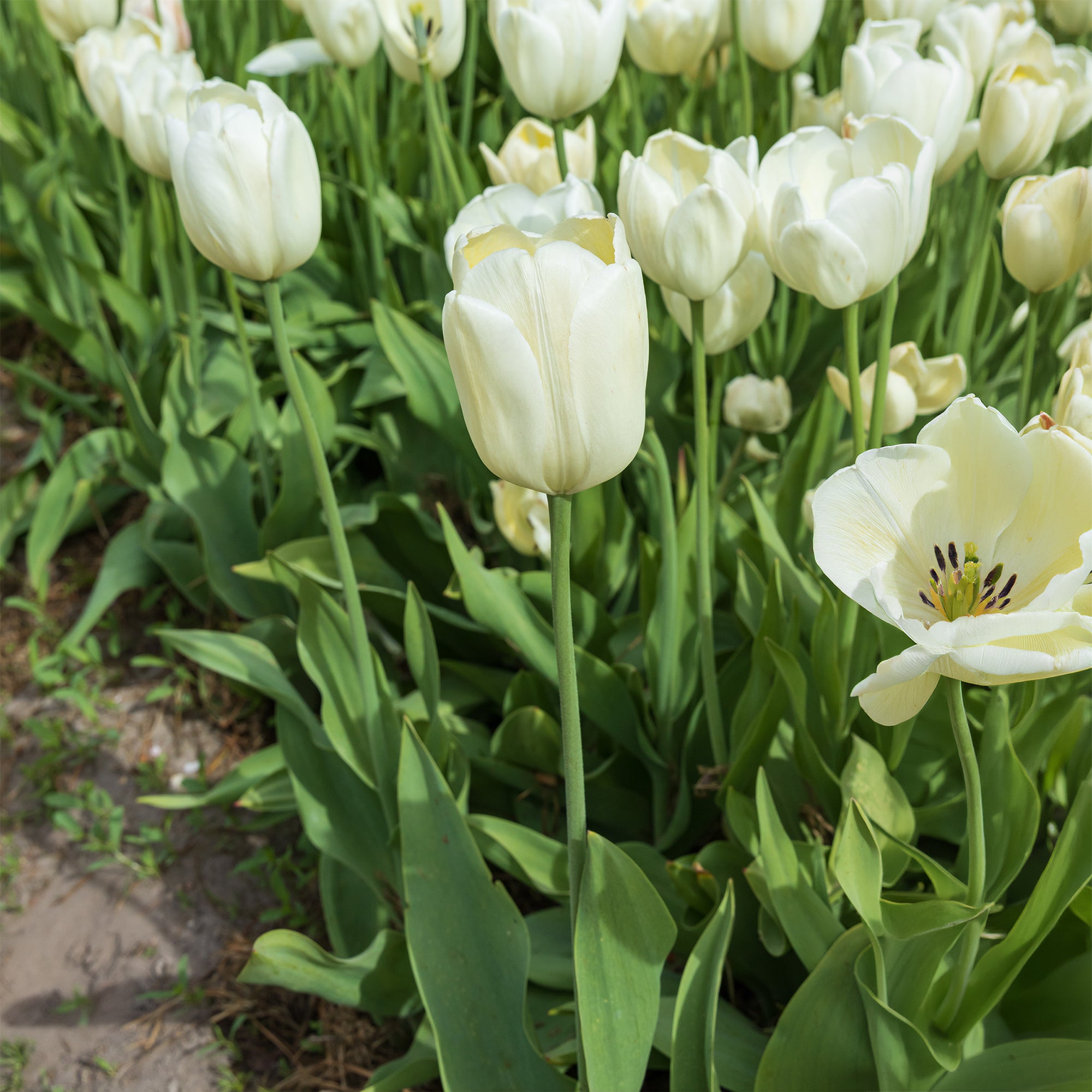 Bakker Bulbes à fleurs Tulipes longues tiges blanches 5 bulbes blancs