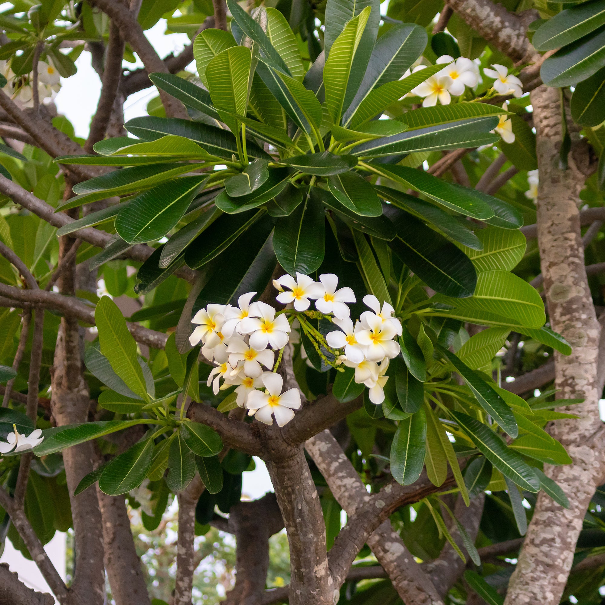 Bakker Frangipanier Plumeria alba pot 14cm fleurs parfumées