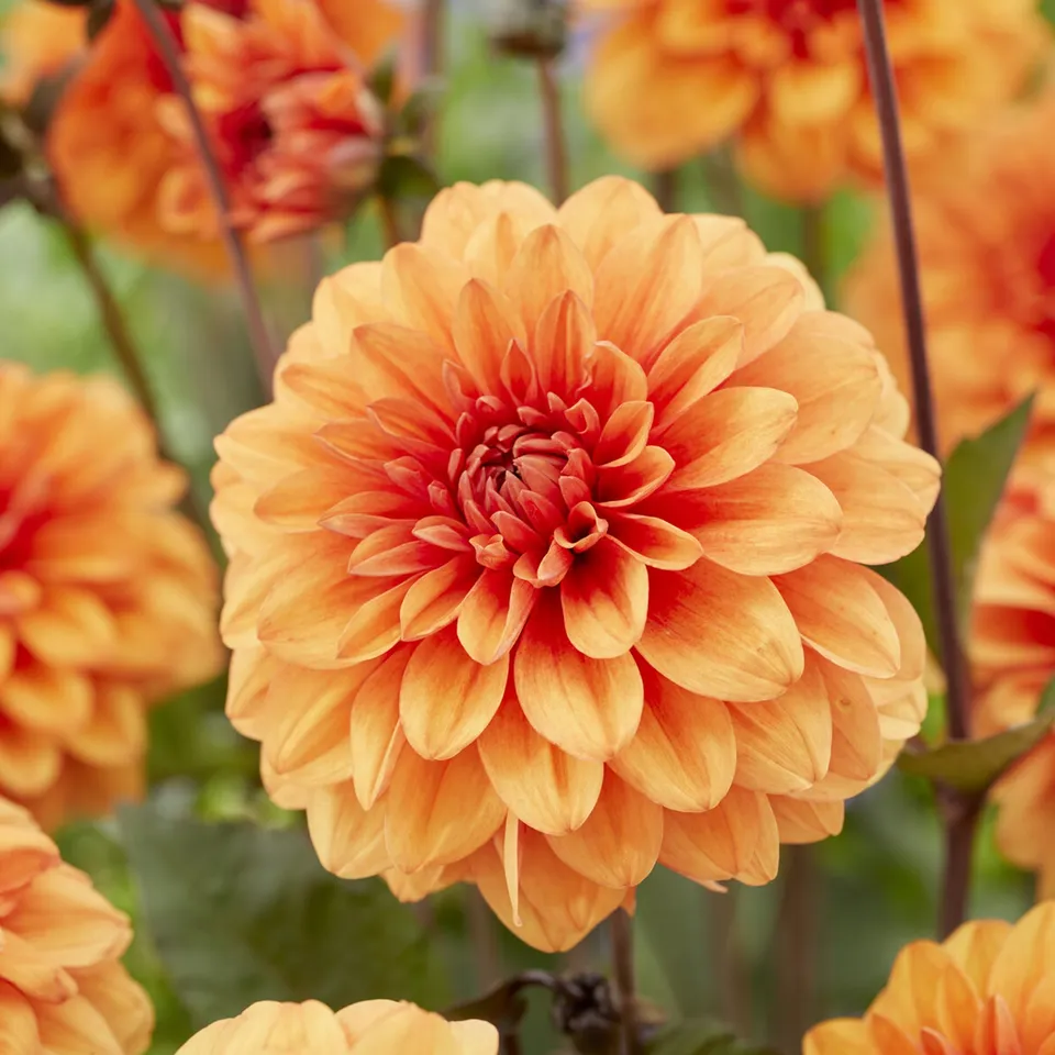 Bakker Dahlia David Howard bulbe calibre I orange 90cm