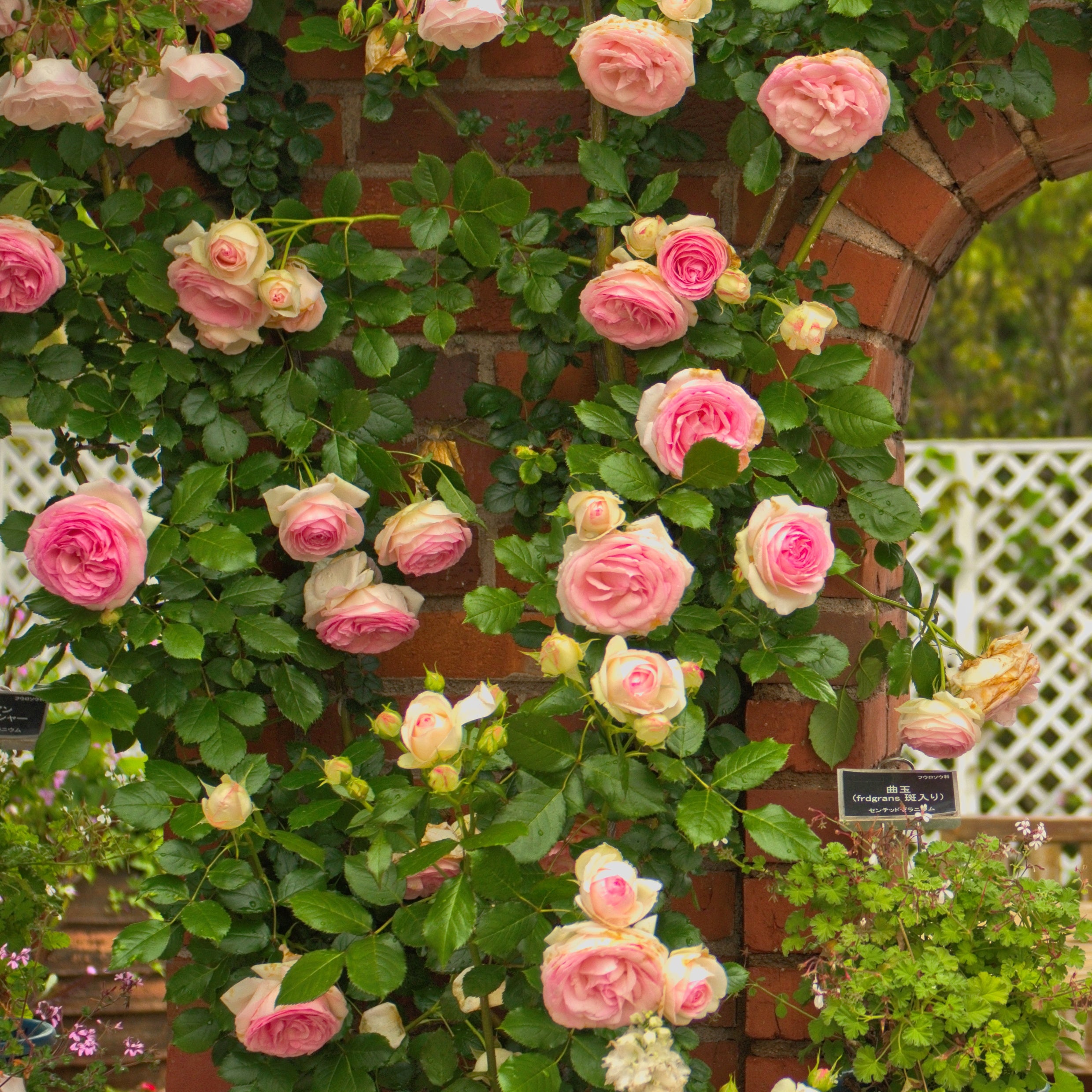Bakker Rosiers Pierre de Ronsard rosier grimpant pot 4L rose