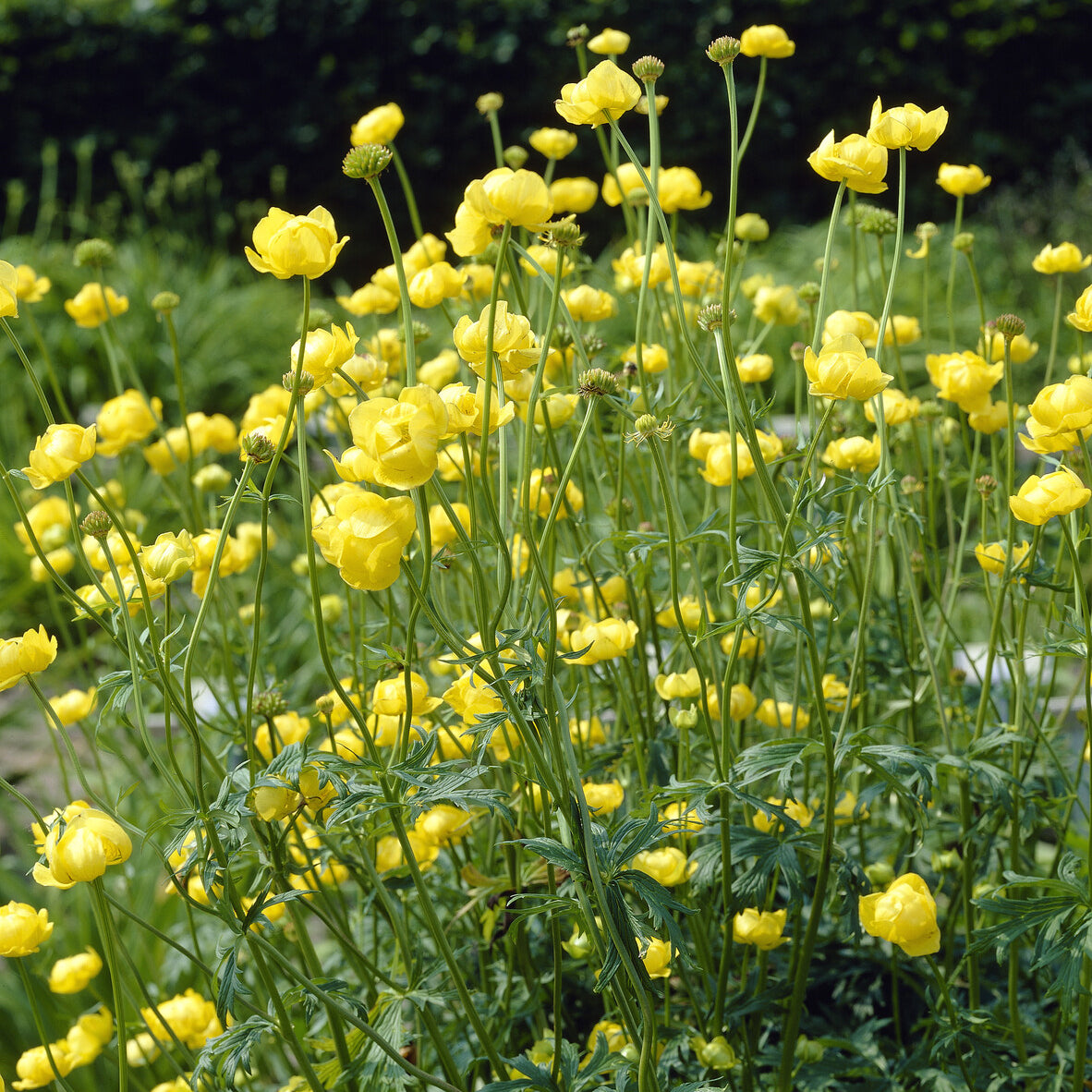 Bakker Trolle d'Europe plante vivace pot Ø 9cm jaune