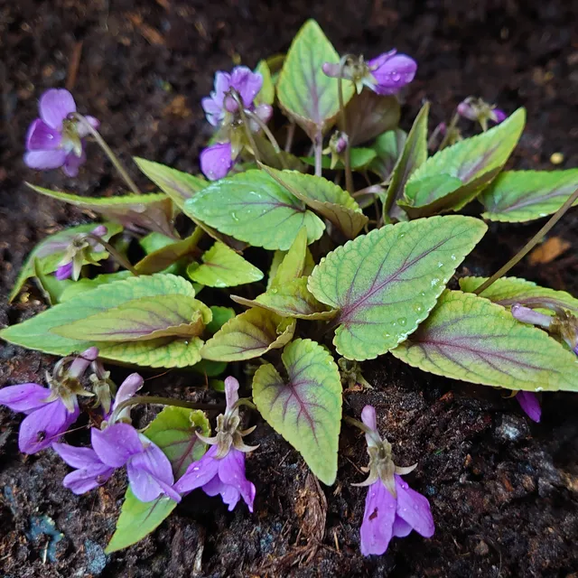 Passion Vivaces Viola koreana Mars plante vivace pot 1L parfumée