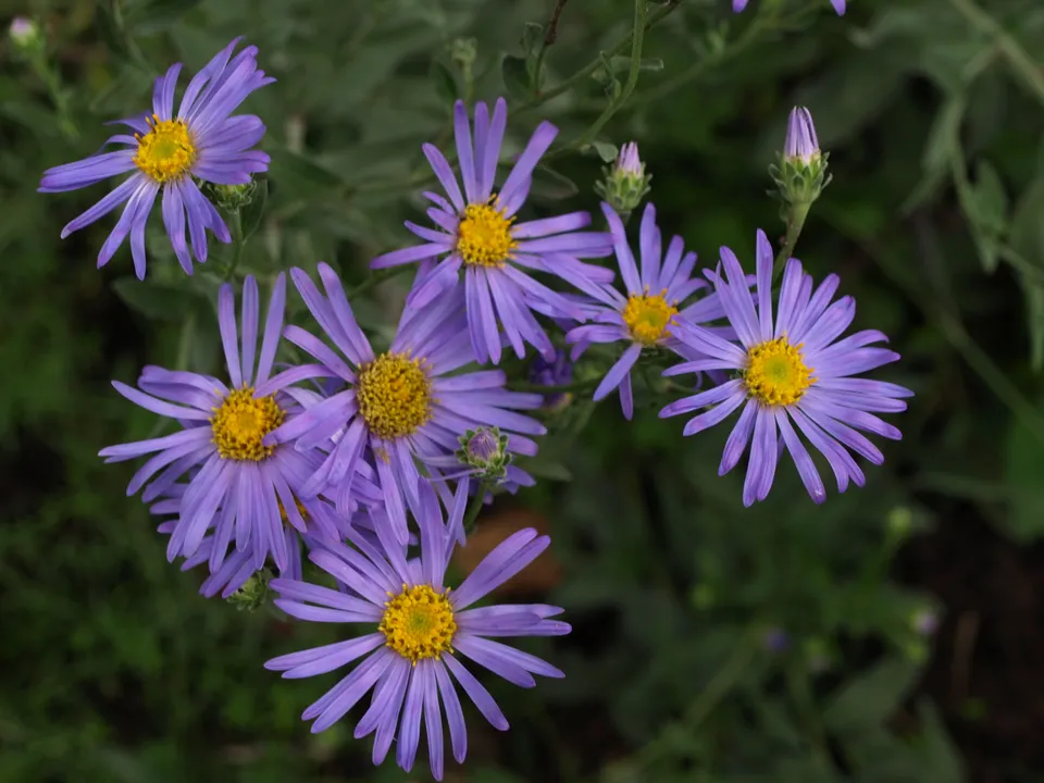 Passion Vivaces Aster amellus King George aster bleu ciel godet