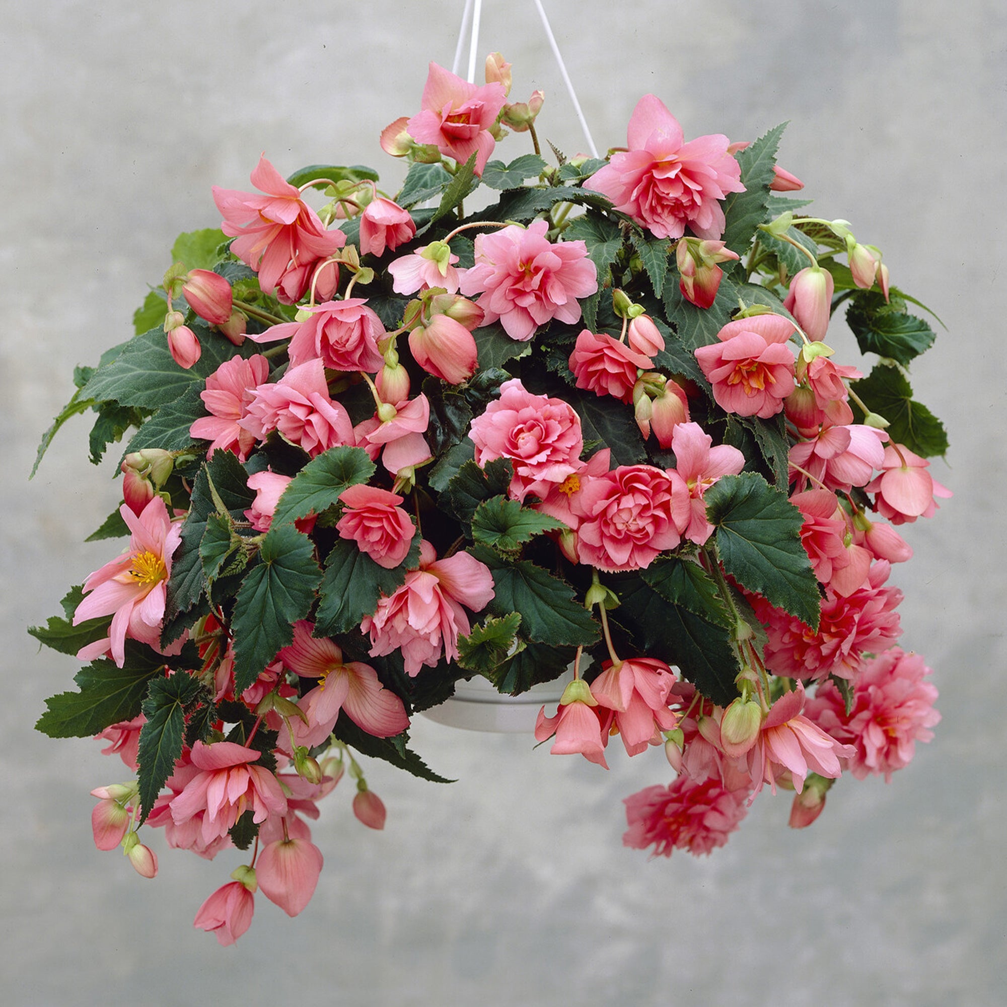 Bakker Bégonia retombant rose plante terrasse pot Ø10,5 cm mi-ombre